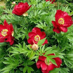 Пион Скарлет Хевен Родники  Родники