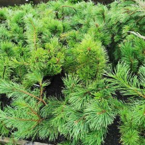 Сосна горная Пумилио (лат. Pinus mugo var. Pumilio) Родники  Родники