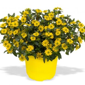 Санвиталия Compact Родники  Родники