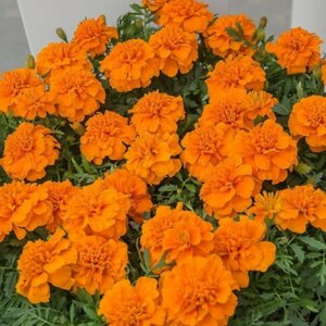 Бархатцы Чика Оранж Родники  Родники