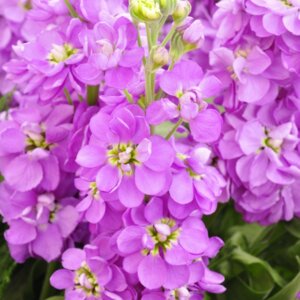 Маттиола Синдерелла Лавендер Родники  Родники