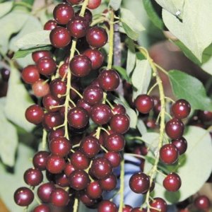 Черёмуха гибридная - Ольгина Радость Родники  Родники