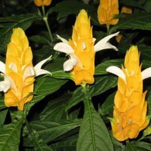 Пахистахис Родники  Родники