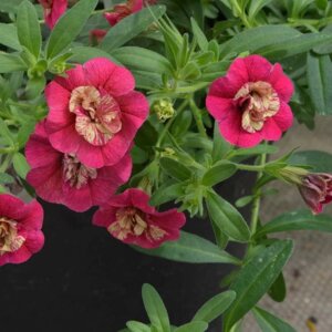 Калибрахоа Superbells Dragonfruit Родники  Родники