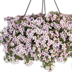 Бакопа Secrets XXL Central Pink Родники  Родники