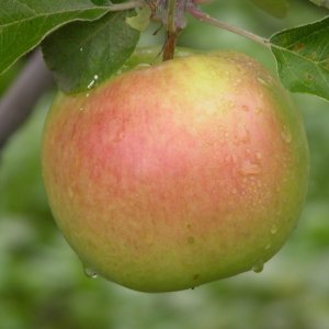  Родники