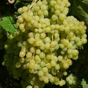 Виноград Русбол улучшенный (кишмиш Эльф) Родники  Родники