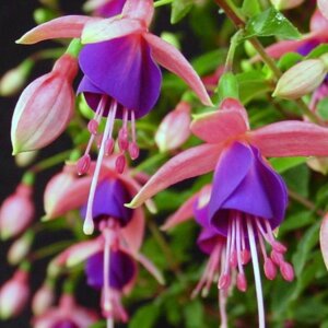 Фуксия Lambada Родники  Родники