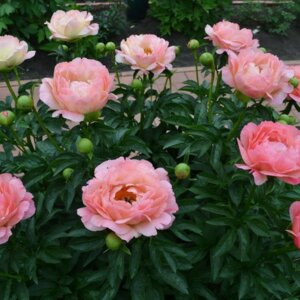 Пион Коралл Сансет. Коралловый закат. Родники  Родники