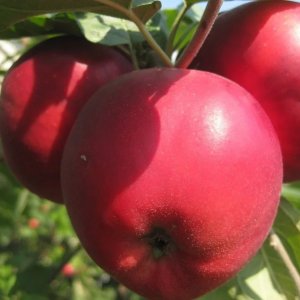 Яблоня Курьер ЗКС Родники  Родники