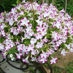 Сурфиния п\к 750 Родники  Родники