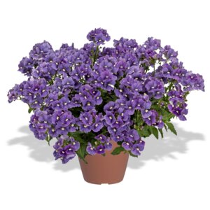 Немезия Несиа Деним Родники  Родники