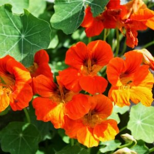 Настурция в ассортименте Родники  Родники