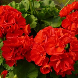 Пеларгония Зональная Красная Родники  Родники