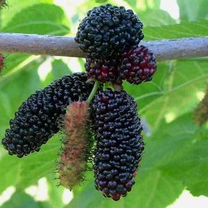 Шелковица Королевская Родники  Родники