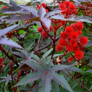 Клещевина Родники  Родники