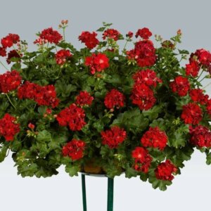 Пеларгония ампельная Красная Родники  Родники