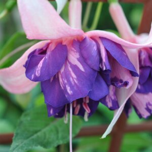 Фуксия Giant Royal Mosaic Родники  Родники