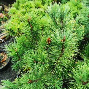 Сосна горная Карстенс Винтерголд (Pinus mugo Carsten Wintergold) Родники  Родники
