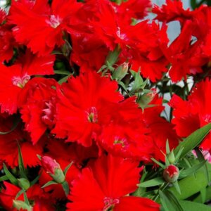 Гвоздика китайская "Диана Скарлет" Родники  Родники