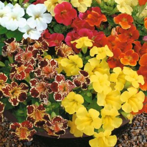 Мимулюс в ассортименте Родники  Родники