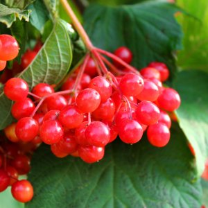 Калина Красный Коралл Родники  Родники