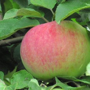  Родники