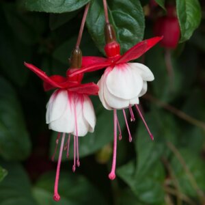 Фуксия Trailing Sir Matt Busby Родники  Родники