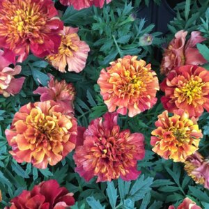 Бархатцы Строуберри Блонд Родники  Родники