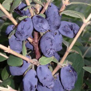 Жимолость "Голубое сокровище" ("Blue Treasure" - Канада) Родники  Родники