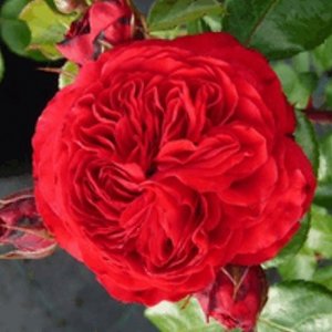  Родники