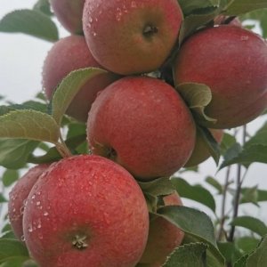 Яблоня Орлинка ЗКС Родники  Родники