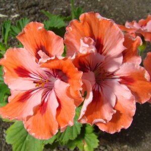 Пеларгония Королевская Мандарин Родники  Родники