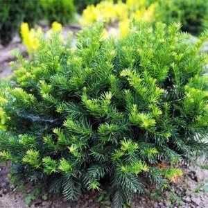 Тис ягодный "Repandens" Родники  Родники