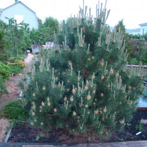 Сосна горная Мопс (Pinus mugo Mops) Родники  Родники