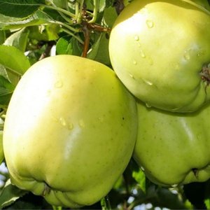 Яблоня Челкаш (колоновидная) ОКС Родники  Родники