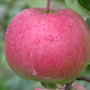  Родники