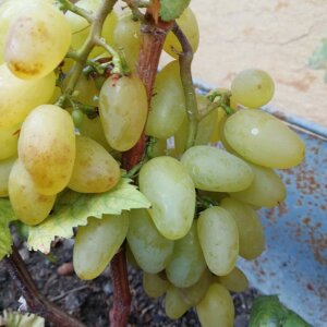 Виноград Галахад Родники  Родники