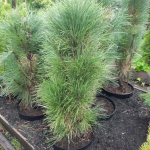 Сосна черная Грин Тауэр (Pinus nigra Green Tower) Родники  Родники