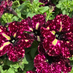 Петуния Lightning Sky Родники  Родники