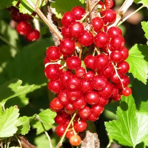  Родники