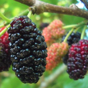 Шелковица Владимирская Родники  Родники