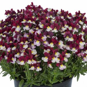 Немезия Escential Cherryberry Родники  Родники