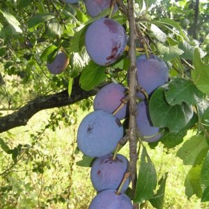 Слива Смолинка (домашняя) ОКС Родники  Родники