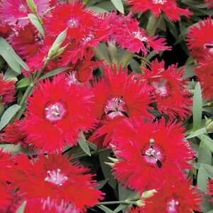 Гвоздика "Супра Салмон" Родники  Родники