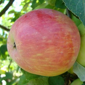  Родники