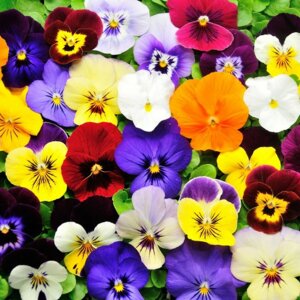 Виола mix Родники  Родники