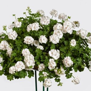 Пеларгония ампельная Белая Родники  Родники