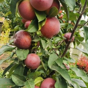 Яблоня Московское Ожерелье (колоновидная) ЗКС Родники  Родники