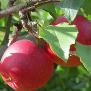 Яблоня Пепин Шафранный  ЗКС Родники  Родники